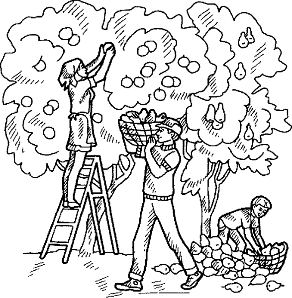 Раскраски сбор урожая осенью для детей