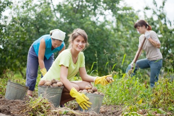 Уборка урожая в огороде