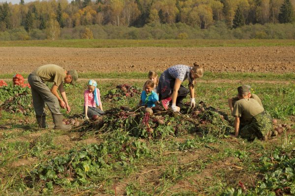 Собираем урожай