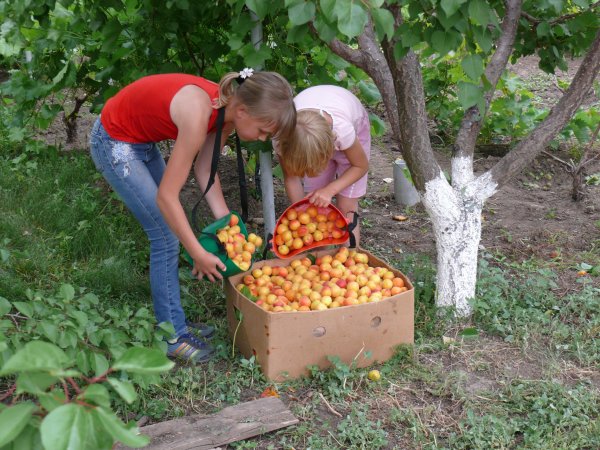 Сбор урожая в саду