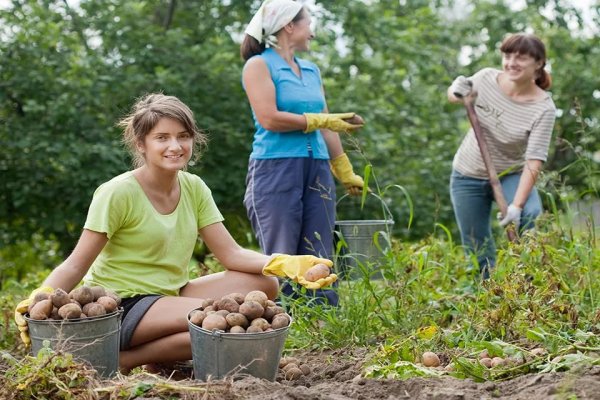 Сажать урожай