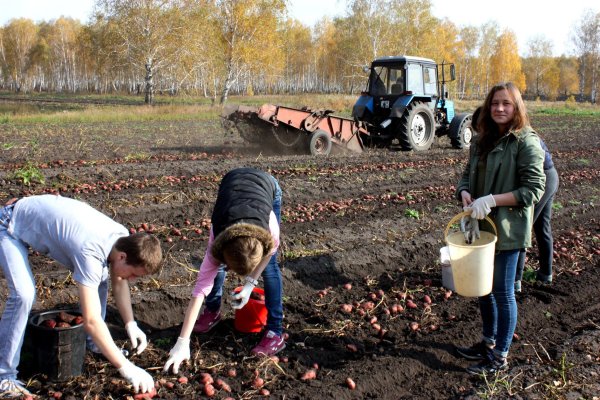 Труд людей осенью