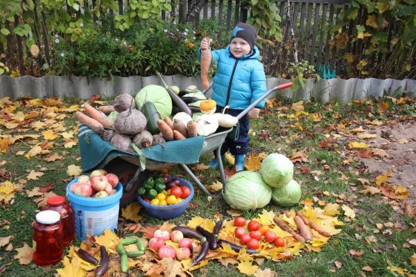 Люди собирают овощи в огороде