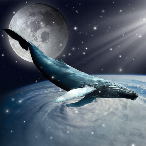 Кит и звезды