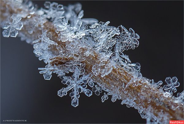 Микрофотография снежинки