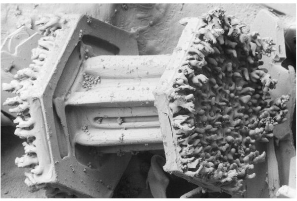 Снимки под электронным микроскопом