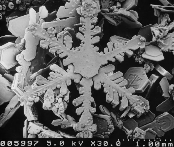 Снимки под электронным микроскопом