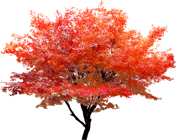 Клен Гиннала PMG