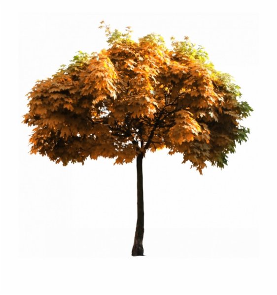 Клён остролистный