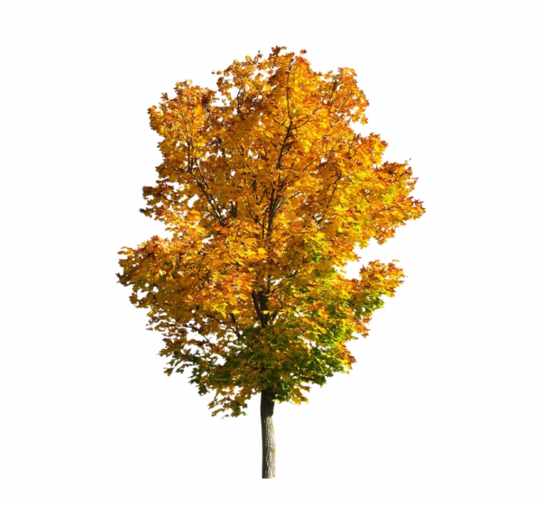 Дерево осенью на прозрачном фоне