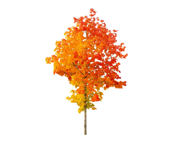 Осеннее дерево без фона