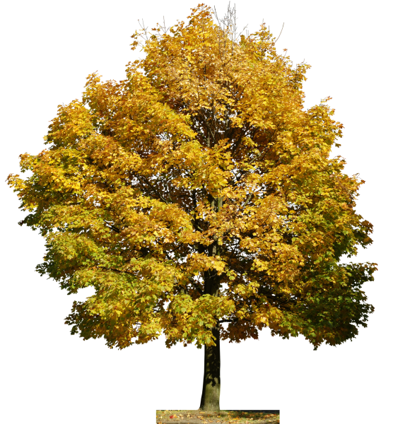 Осеннее дерево