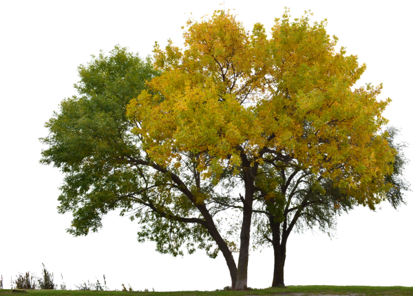 Дерево без фона