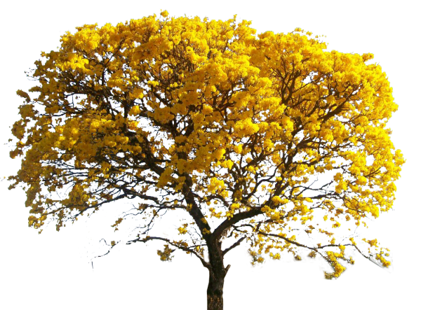 Осеннее дерево на белом фоне