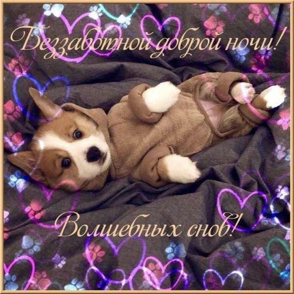 Доброй ночи собаки