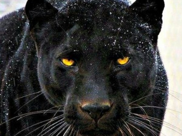 Черная пантера на снегу