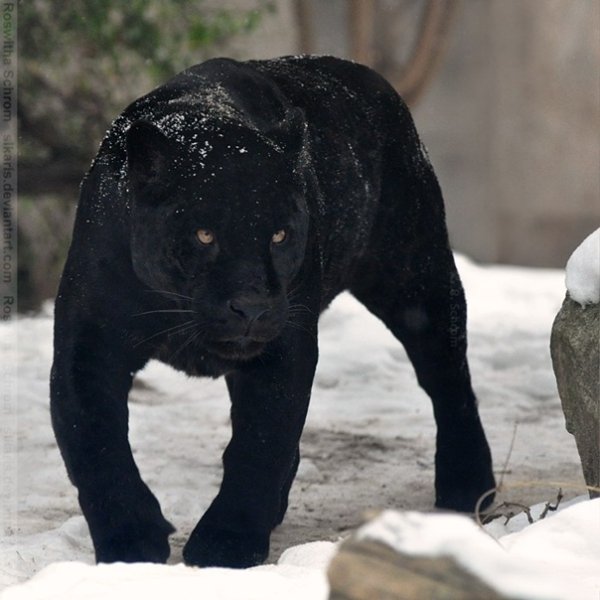 Черная пантера зимой