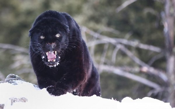 Пума черная в снегу
