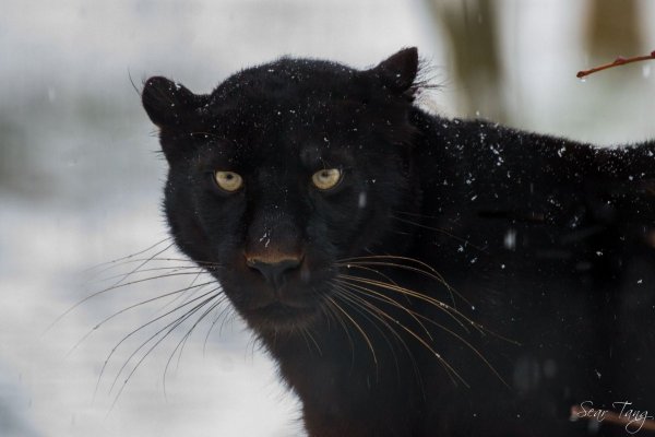 Сноу пантер Нобби