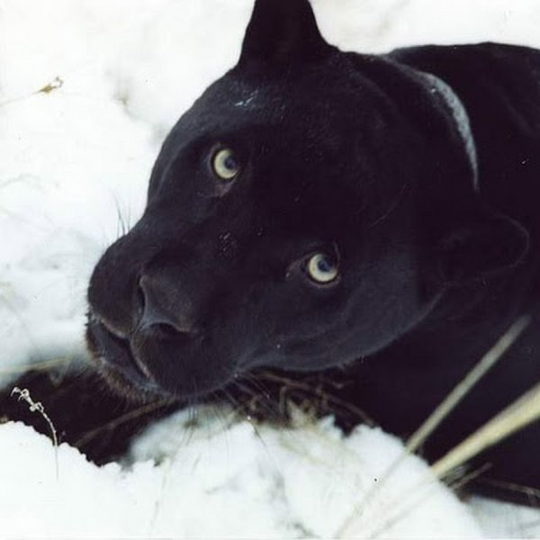 Черная пантера на снегу