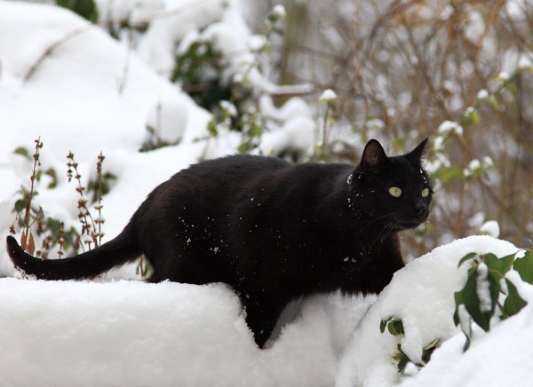 Черная кошка зимой