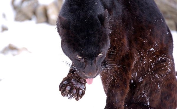 Пантера в снегу