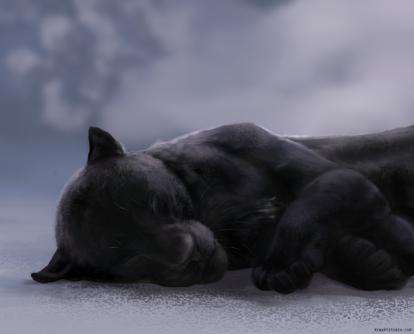 Пантера спит