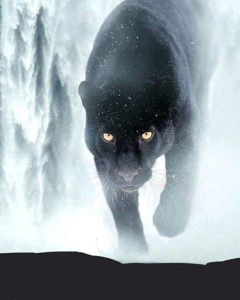 Картина по номерам Мираж пантера