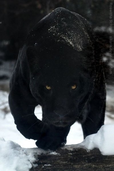 Черная пантера зимой