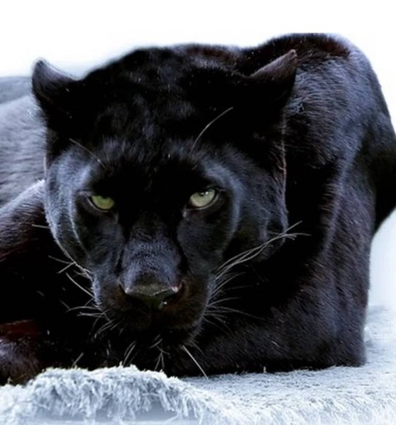 Пантера зимой