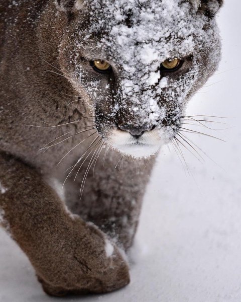 Пума в снегу