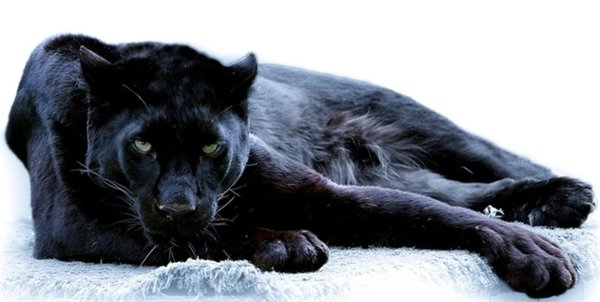 Черная пантера Багира