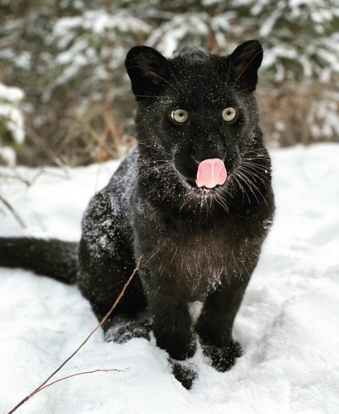 Сибирская пантера (Siberian Panther), США
