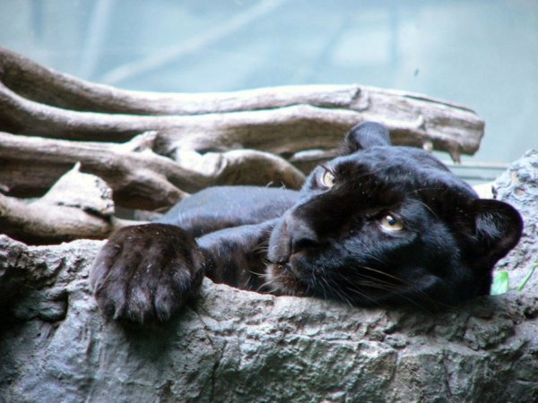 Лев и пантера