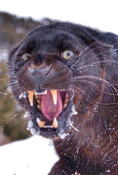 Пантера с открытой пастью