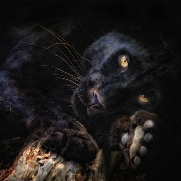 Грустная пантера