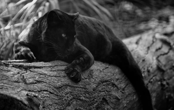 Пантера черно белая