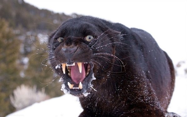 Очень опасные животные