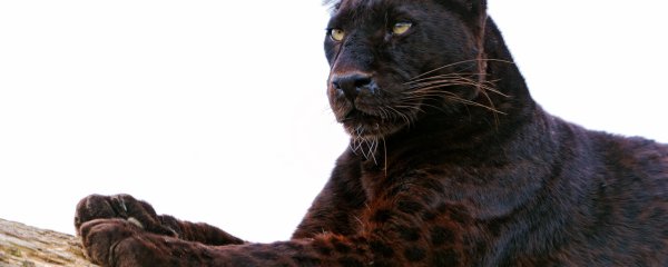 Обои на рабочий стол пантера