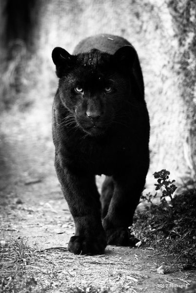 "Горная пантера" (Бергепантер)