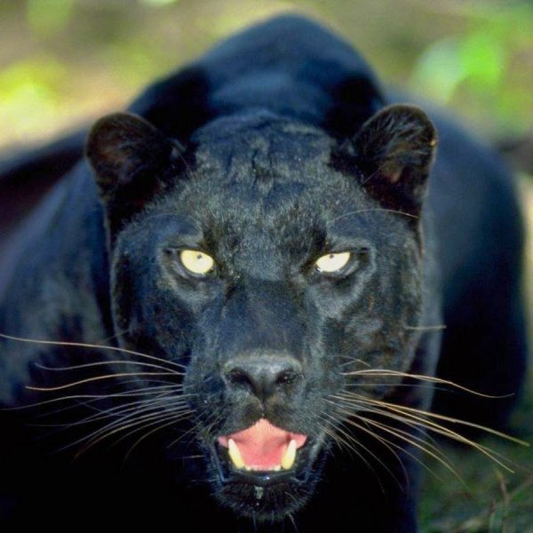 Пума Ягуар пантера