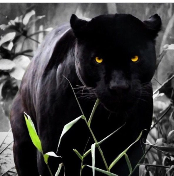 Тиберий пантера