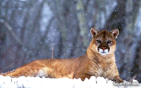 Горный Лев Колорадо