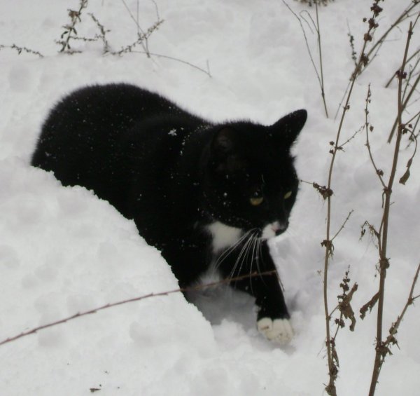 Пантера в снегу