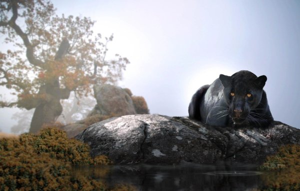 Черная пантера