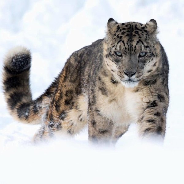 Тигр леопард и снежный Барс