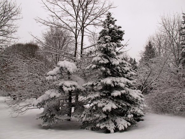 Елка в снегу