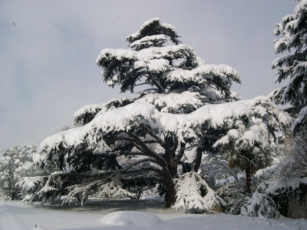 Крым Никитский Ботанический сад зима