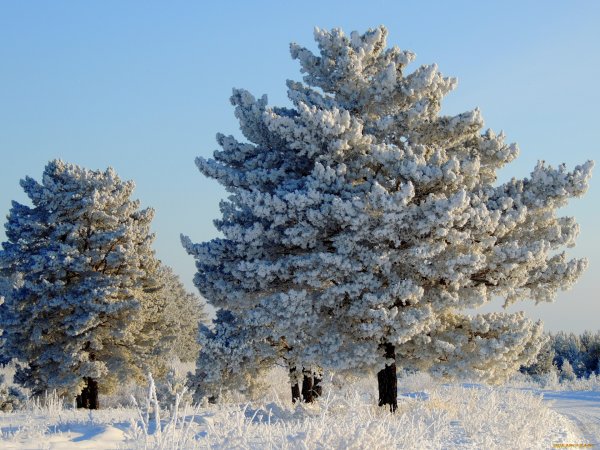 Сибирский кедр зимой