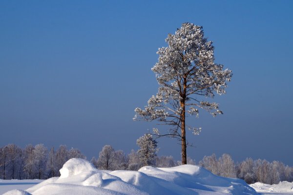 Сосны в снегу